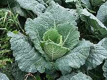 Savoy Cabbage Savoy Cabbage